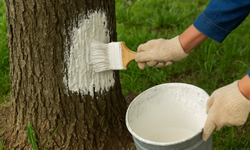 Bundan dolayı ağaç gövdeleri kireçleniyor