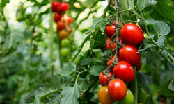 Dünya genelinde en iyi 10 domates türü sıralandı! Türkiye’den bir çeşit o listeye alındı!