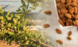 En fazla badem üreten ülkeler listesi yayınlandı! Türkiye'nin sıralaması iyileşti