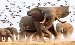 Fil Suresi’nin inanılmaz hikayesi ve ahir zamanda Kabe’yi yıkacak Habeşli define avcısı