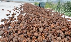 TİGEM tonlarca fıstık çamı kozalağını ihaleyle satacak