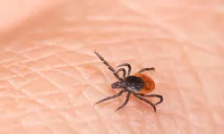 Yağışlar kene riskini artırıyor: Uzmandan kritik uyarı