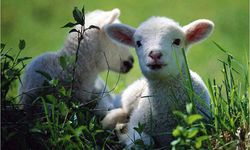 Kuzu ve oğlaklarda zorunlu aşı ve destekleme şartları açıklandı