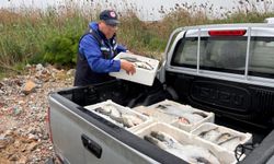 Yasadışı Avcılığa Operasyon: 80 Kilogram Kefale El Konuldu