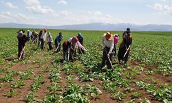 Tarım işçilerinin maaşı belli oldu