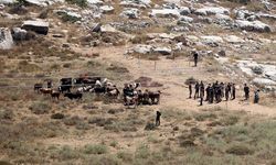 İşgalciler bir Filistinlinin 150 büyükbaş hayvanını çaldı!