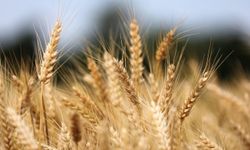 Buğday tarımına genetik müdahale geliyor