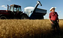 Buğday ve Mısır fiyatları düştü
