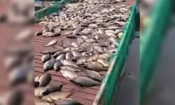 Dicle Nehri'nde 1000 ton balık telef oldu