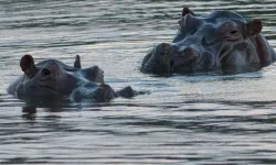 Su aygırları için itlaf planı