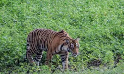 Kaplan, bir çocuğu öldürdü