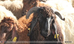 Kurban hazırlıklarını hızlandıran Umut Kervanı'ndan vekalet çağrısı