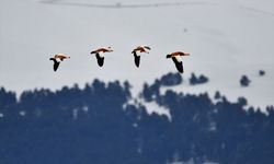 Kars'ta kuşların sunduğu renk cümbüşü göz doldurdu