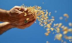 Küresel gıda alarmı