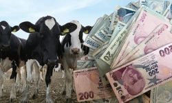 2026 Kurbanlık fiyatları için tablo netleşiyor! 2026 kurbanlık fiyatları ne kadar? Kurban fiyatlarını ne belirliyor?