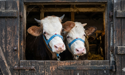 2026 yılı kurban satış rakamları belli oldu mu? Şehir şehir küçükbaş ve büyükbaş fiyat tablosu