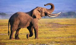 ABD’li milyoner avcı, filler tarafından ezilerek öldü