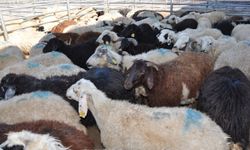 Besiciler duyurdu: Kurbanlık sorunu yok ama...