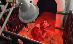 Ozon tedavisi ile buzağı ölümlerinin önüne geçilebilir mi?