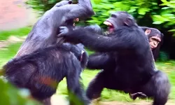 Bilim şokta: Şempanzeler arasında iç savaş çıktı