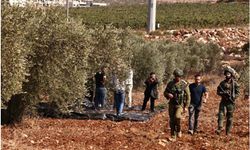 Bu nasıl kin! Zeytin ağaçlarını söküyorlar