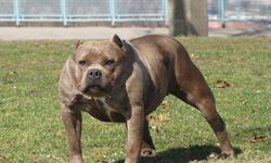 4 pitbull köpeği sahibini evinde parçaladı