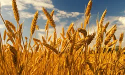 Benzeri görülmemiş hırsızlık: Tüm hasat 2 saatte çalındı