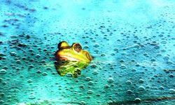 Uzmanlardan uyarı: Yapay zekâya güvenmek "Haşlanan kurbağa" etkisiyle zihinsel becerileri köreltiyor