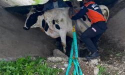 Batman'da inekler sulama kanalında mahsur kaldı!