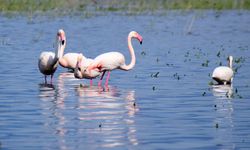 Marmara Gölü yıllar sonra yeniden göçmen kuşları ağırlıyor