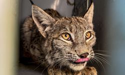 Jandarmaların bulduğu vaşak tedavi altına alındı