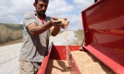 Yağışlar arttı! Nohutta rekolte beklentisi arttı