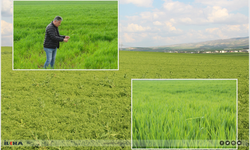 Bereketli yağışların ardından Buğday, arpa ve mercimekte yüksek rekolte bekleniyor!