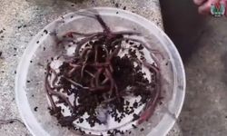 ABD'de Alarm Verdi: İstilacı Türler Yayılıyor!