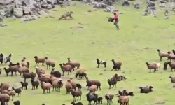 Bir ayı koyun sürünün içinden geçip gitti!
