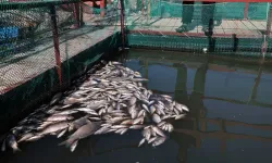 İki saat içinde 300 ton balık telef oldu