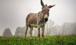 Bu ülkede marketlerde eşek eti satılmaya başlandı