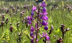 Salep orkidesi toplayan kişiye unutulmaz ceza!