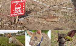 Dikkat çeken yöntem: Patlayıcı tespitinde kullanılıyorlar!