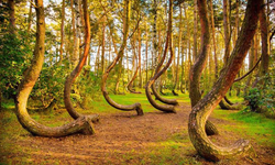 Dalları ve gövdeleri yerden 90 derece bükülüp dönen doğa kurallarını hiçe sayan bir orman