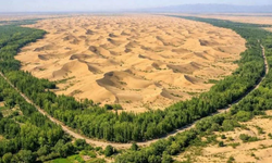 Çölü verimli buğday tarlasına dönüştürdüler ne var ki biçerler yetişemiyor