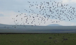 Yaklaşık 2,5 asır sonra bir ilk: Yeniden görüldü
