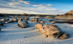 Verimsiz arazide sıra dışı görünüm: Gören herkes şaşkınlık yaşıyor