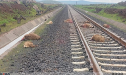 Diyarbakır'da feci kaza: Yük treni sürüye daldı!