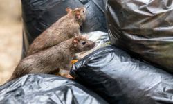 Gazze'de sorunlar giderek çoğalıyor: Kemirgenler artıyor