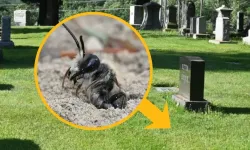 Mezarlığın altında 5,5 milyon arı bulundu