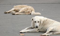 Valilikten talimat: Sahipsiz köpekler toplanacak, yapmayan belediye cezalandırılacak