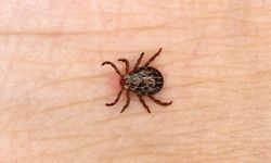 Kene kaynaklı ölümler başladı.. Aman dikkat