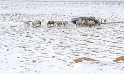 Doğa yine şaşırtıyor: Dengeleri altüst eden fotoğraf
