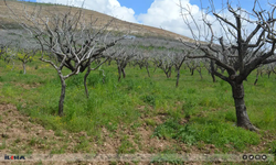 Artan maliyetler fıstık üreticisini zorluyor